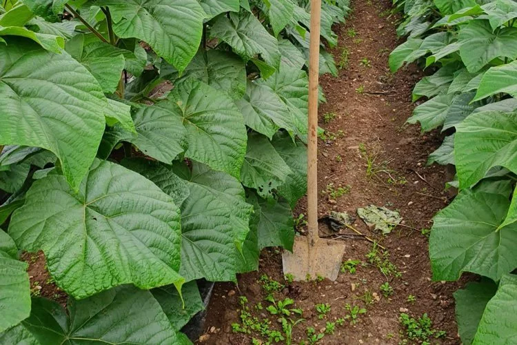 paulownia plant leaves